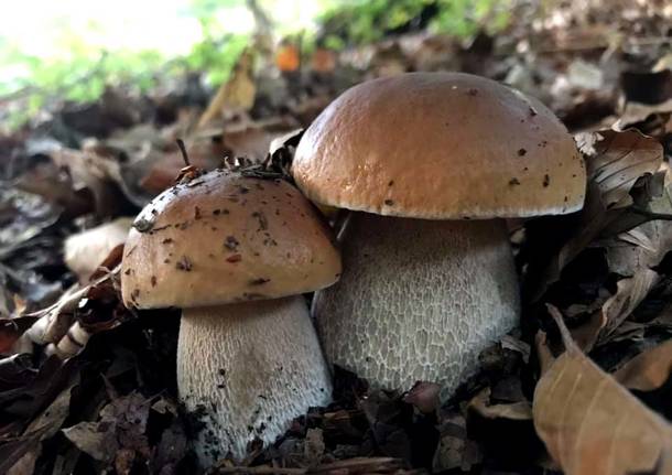 IL BOSCO A TAVOLA foto